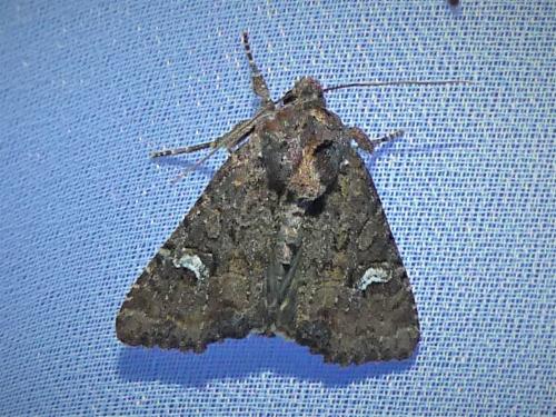 Réf. 308 346 : Mesapamea sp.
